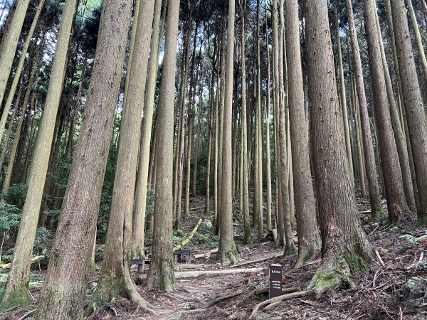 加里山 大坪登山口 杜鵑嶺 加里山P形1900981