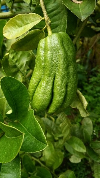 220820-後棟仔山（挑筍古道）2160807