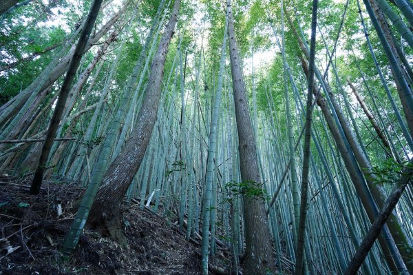 新竹 五峰 清泉山、民都有山2633703