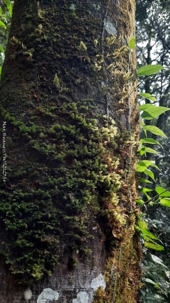 《新竹》斷崖神木｜北得拉曼步道小P繞202510172917594