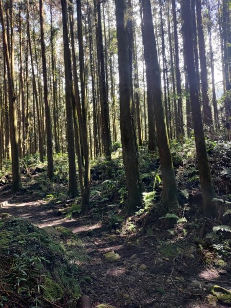 20231025⛰️二萬坪山 🌲黑森林🌲樹抱石 奮起湖老老街2326726