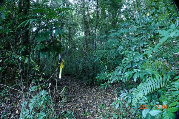 新竹 尖石 養老山、基那吉山1538909