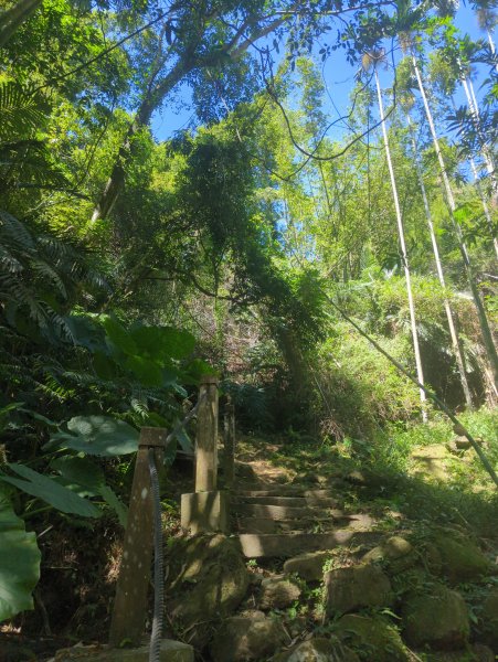 2025.10.18－微笑山線：【天上山系】望月亭桐花段2919555