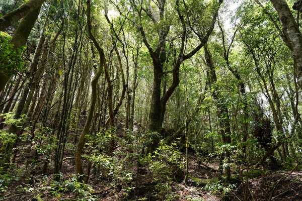 新竹 五峰 油羅山、霞山2798303