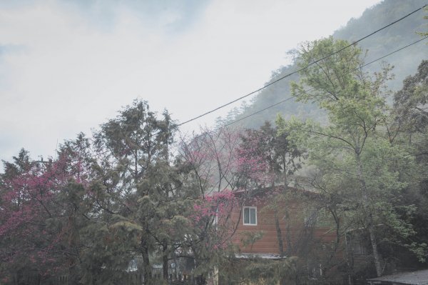 20200310-司馬庫斯神木群步道914320