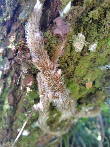 關頭山 舊武界越山 巴蘭山2892131