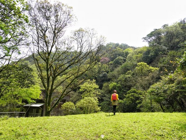 鹿角坑古道 楓林瀑布 海芋季 大砲岩 石壇山 一日行2077309