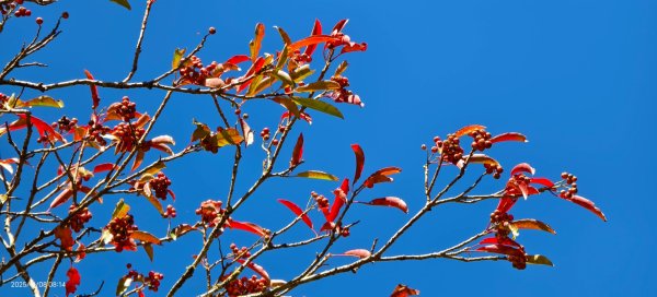 #太平山 #望洋山 #觀雲步道 #日出 #雲海 11/82931185