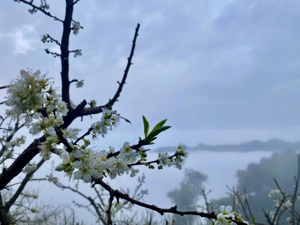 洗水山北峰.細道邦山(南峰)輕鬆撿--雲海花海看飽看滿   2022/2/101606992