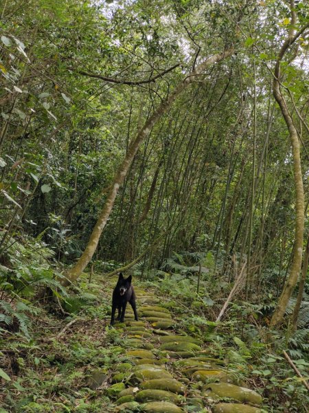 2024.03.24 飛鳳古道2908477