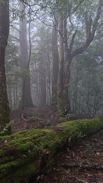 屯野生台山、石麻達山2993158
