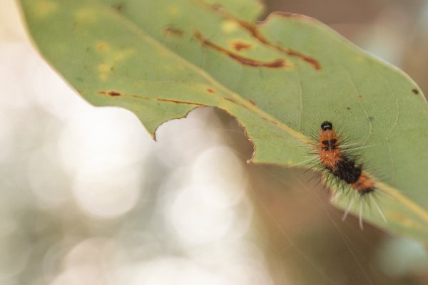 微笑山線 筆架連峰段段｜健行筆記尋寶任務2824790