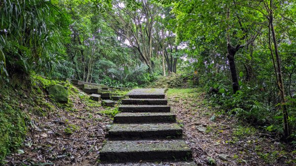 金字碑古道,大粗坑步道2518869