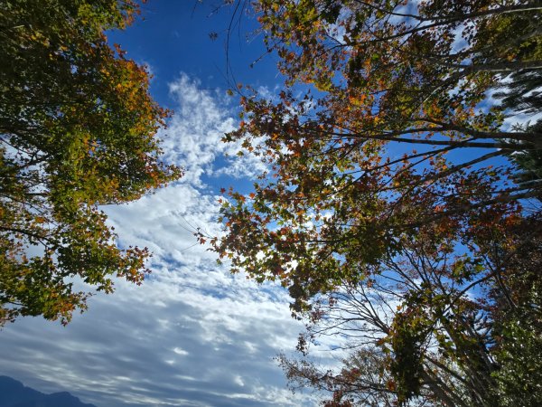 馬那邦山之雲海／雲瀑／楓紅／太陽琉璃光2668298