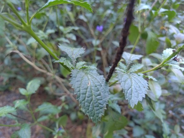 盆貿里山三盆連走2749531