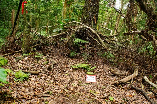 新竹 尖石 八五山、李崠山、鳥嘴下山3060738