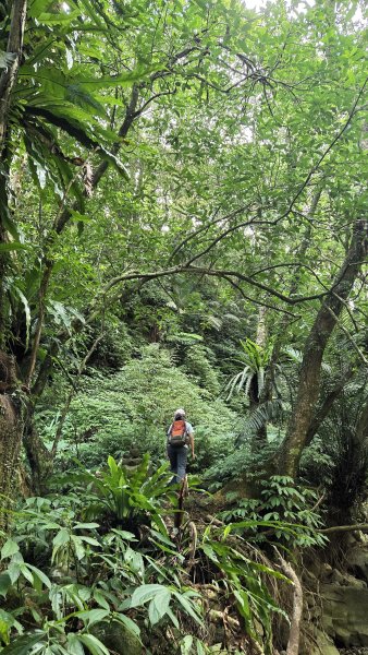 享受台北近郊陽明山小秘境楓林瀑布的清新芬多精2996547