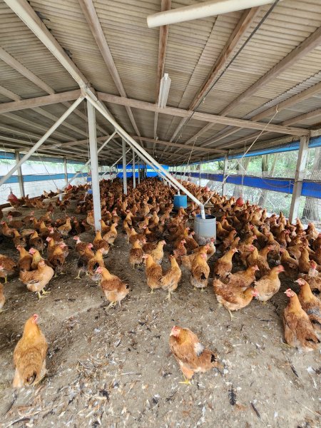 112/2/23龍鳳連稜2148197