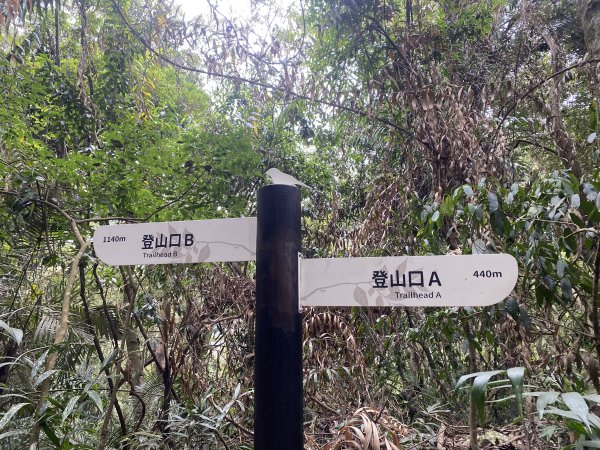 《雪山坑登山步道｜巨人之手森林秘境 Xueshankeng Hiking Trail & Giant2971079