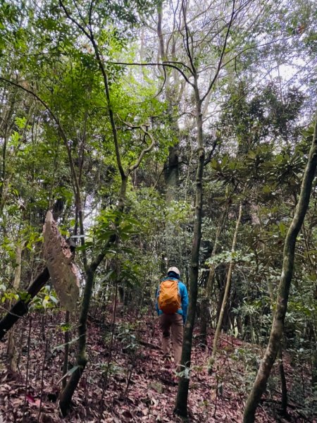 鳶嘴賞高山杜鵑1355895