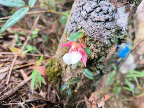 1130511夫拉縱走2500145