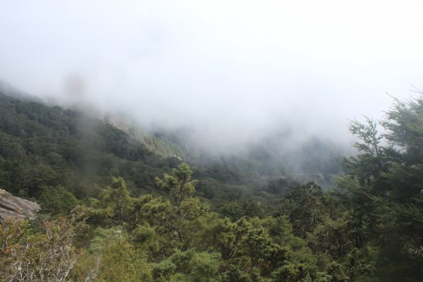 20221107南橫關山嶺山溪頭山O型1910606