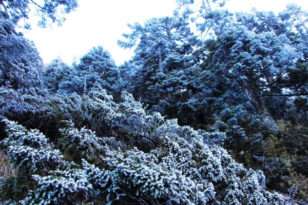 玉山  風雪後 , 另一番美景 !224507