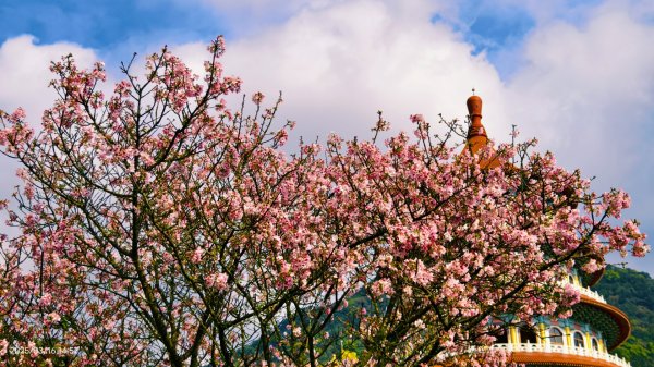 #綠繡眼 訪花 #吉野櫻 #天元宮 #楓樹湖 03162736753