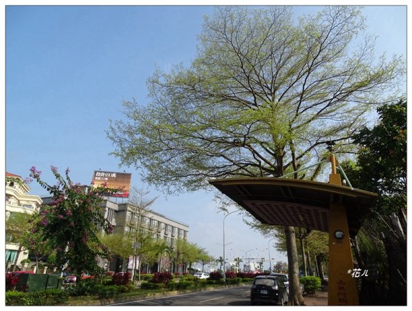 小葉欖仁/黃金雨1634901