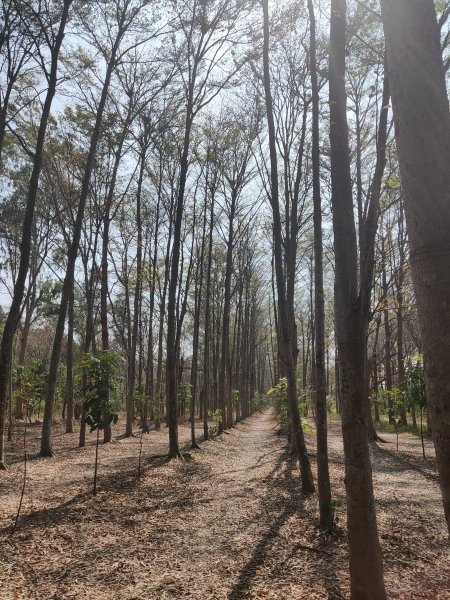 西瓜山森林步道(虎山森林步道)1272332