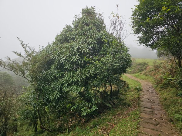 2025臺北大縱走第三段：小油坑至風櫃口2973468