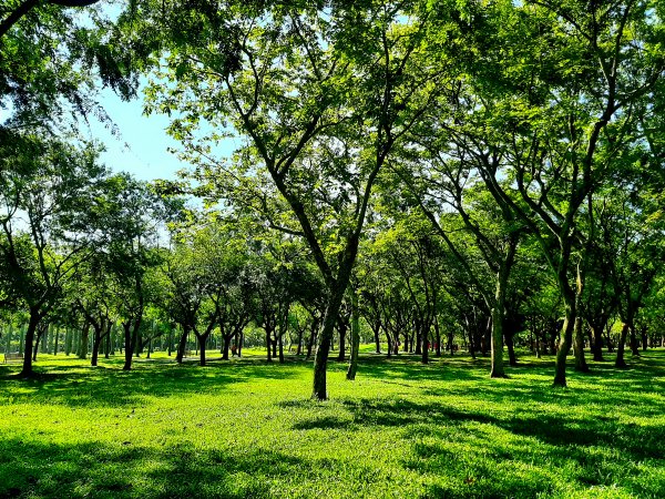 全臺齊步走｜碧潭、大安森林、大湖公園、淡水、花博、中正2230333