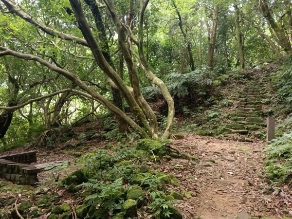 基隆市荖寮坑古道+十分古道(暖東舊道)+頂子寮山(嶺頭土地公)P字走2821560