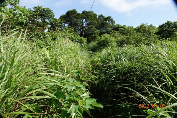 新北 八里 瑞樹坑山1752681