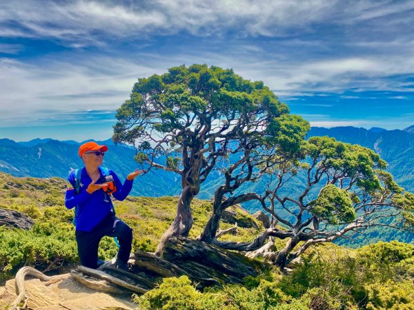 合歡山七連峰的空中花園賞花趣3073099