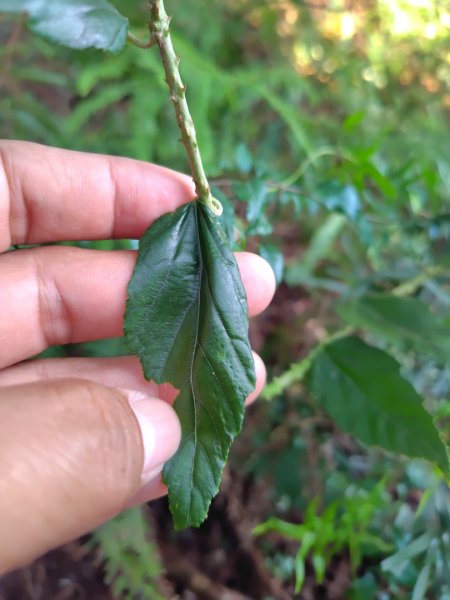 渭水之丘 烘爐地山 抹茶山 三角崙山2938715