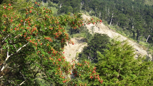 超越自我奇萊南華行24213