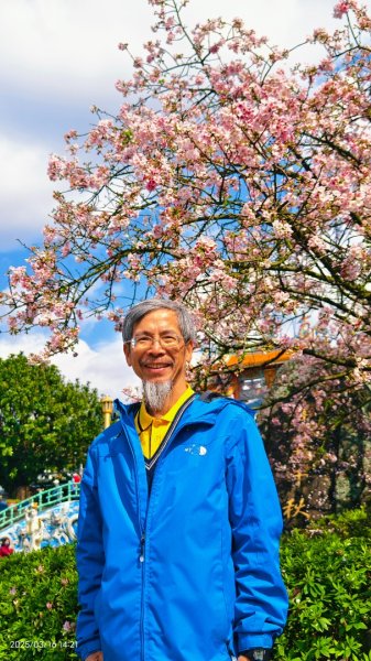 #綠繡眼 訪花 #吉野櫻 #天元宮 #楓樹湖 03162736711