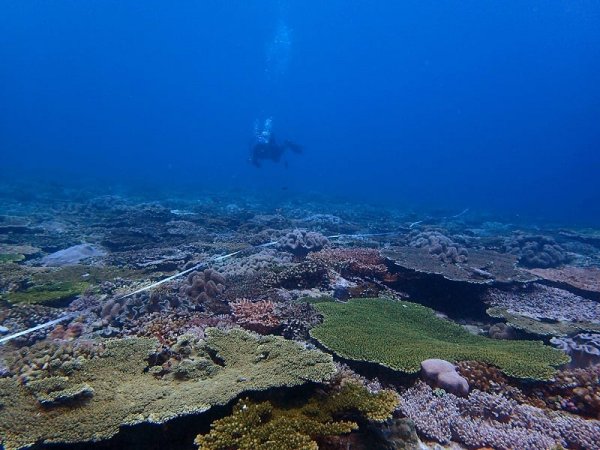 東沙環礁、澎湖南方四島珊瑚礁穩定成長、復育有成