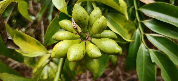 2025/12/27-鄭漢步道2972701