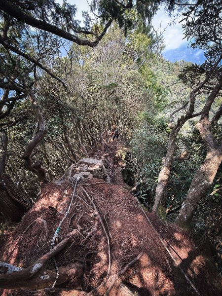 高島P型縱走-夢幻的杉林營地3012451