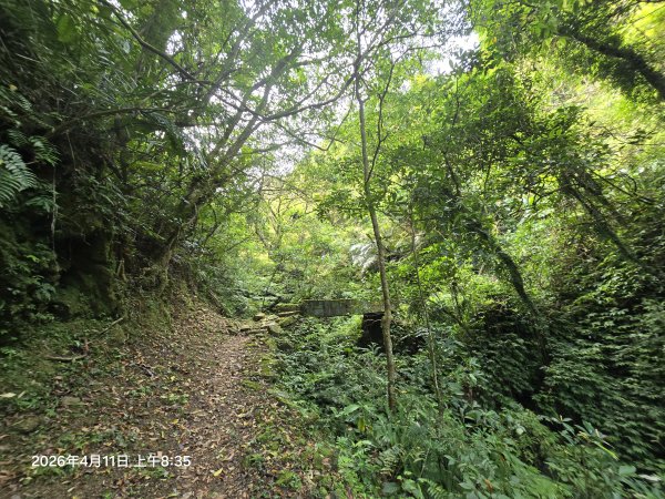 2026-04-11微笑山線：【二格山系】筆架連峰段3034548