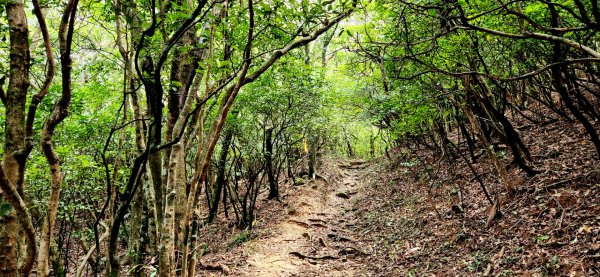 抹茶山，聖母登山步道，隆隆山，福卯古道，水柳腳登山步道，觀音台步道，北勢溪自行車道2112018