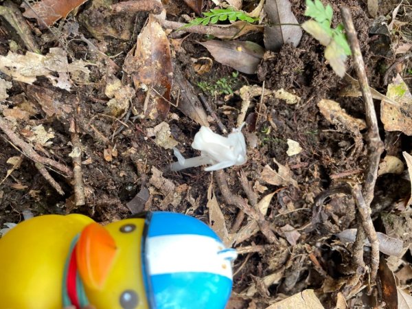 山車廣山.福巴越嶺O-神木群-水晶蘭-根結蘭2756239