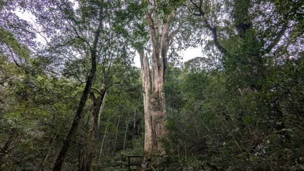 北得拉曼巨木步道2695489