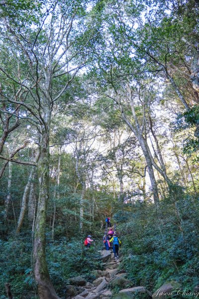 [新竹]內鳥嘴山、北得拉曼神木群1925489