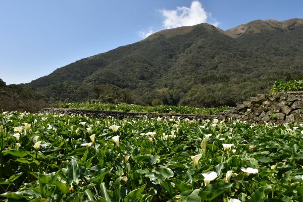 【新聞】春暖花開海芋季 竹子湖溪畔步道全攻略