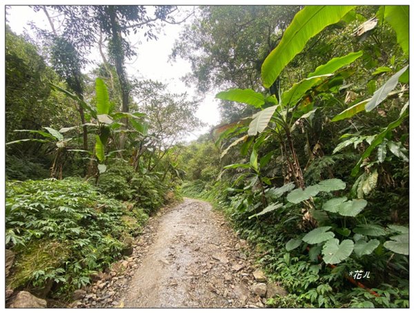 冷埤、粗坑山、血藤之旅3020364