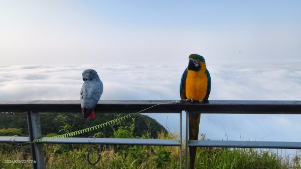 #觀音山 #雲瀑 #雲海 #夕陽 #琉璃光 3/223020072