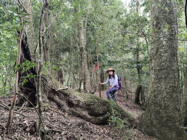 鳥東洗縱走11503213023077